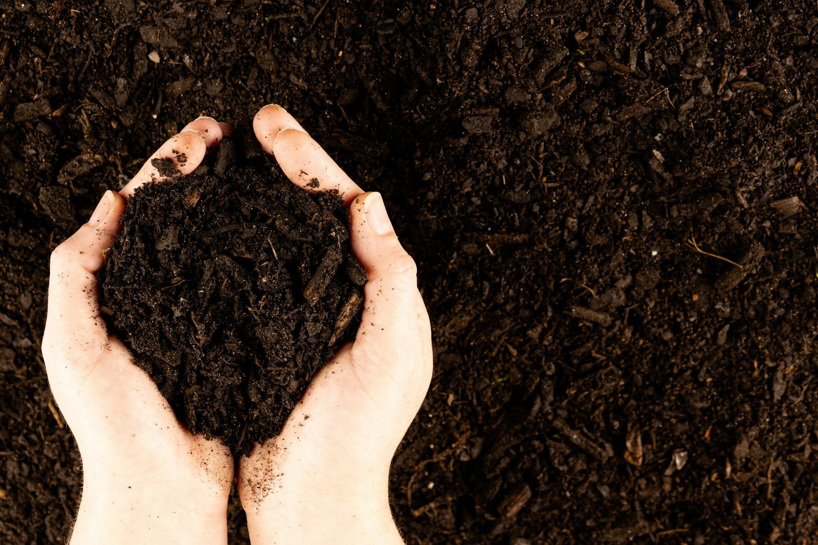 A pair of hands cupping dark rich peat soil and bark pieces