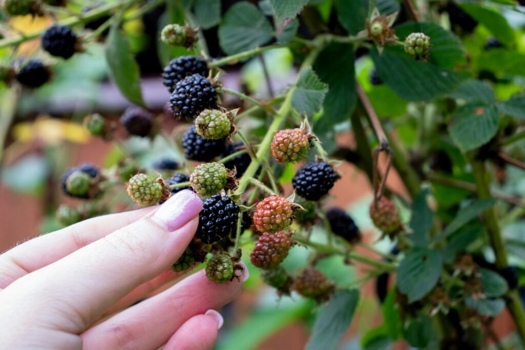 harvest of black berries on bushes